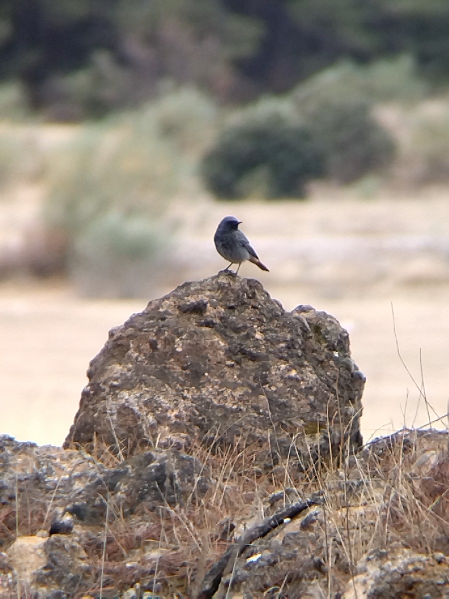 Black Redstart - ML511202111