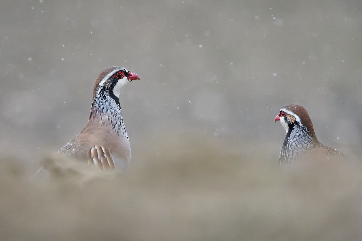 Red-legged Partridge - ML511202501