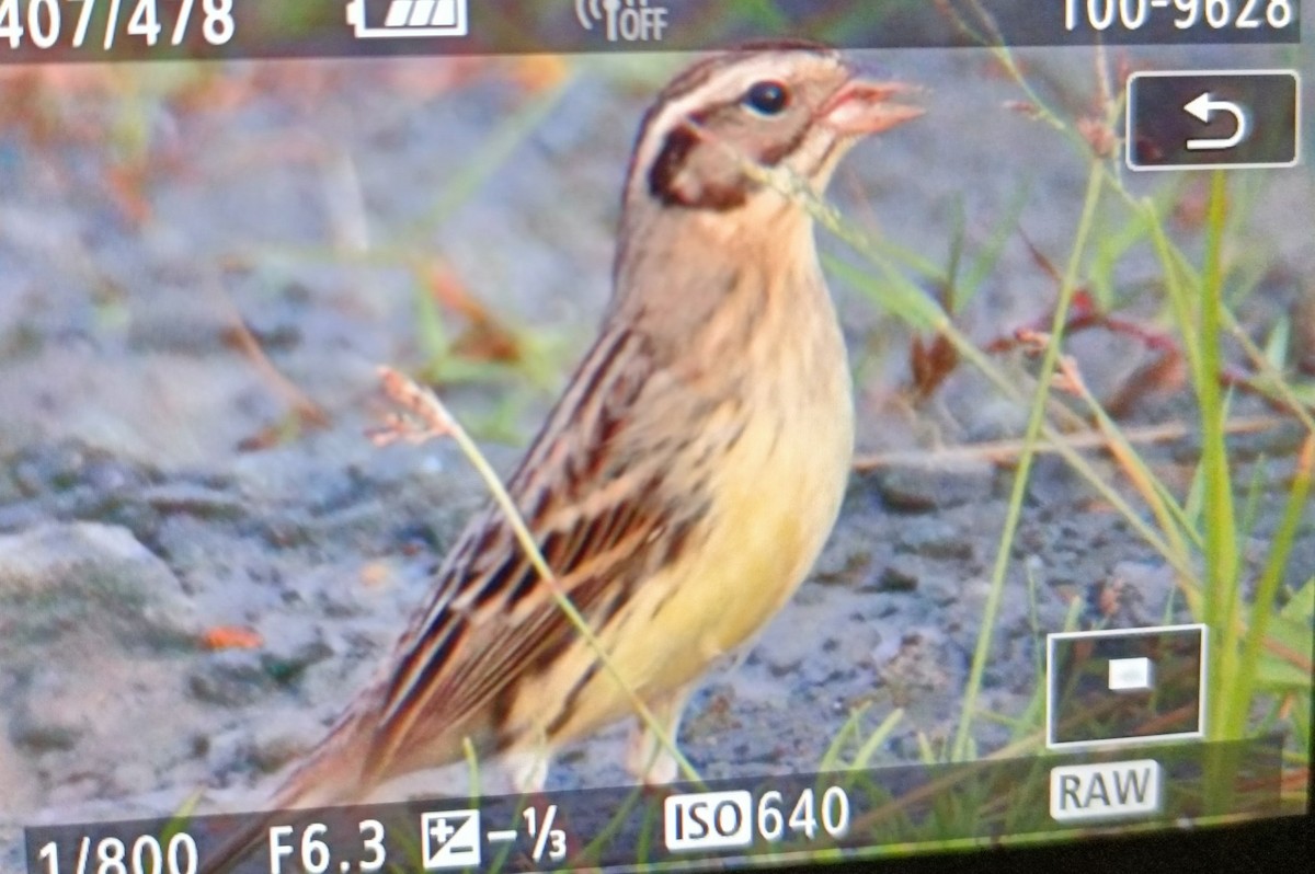 Yellow-breasted Bunting - ML511203601