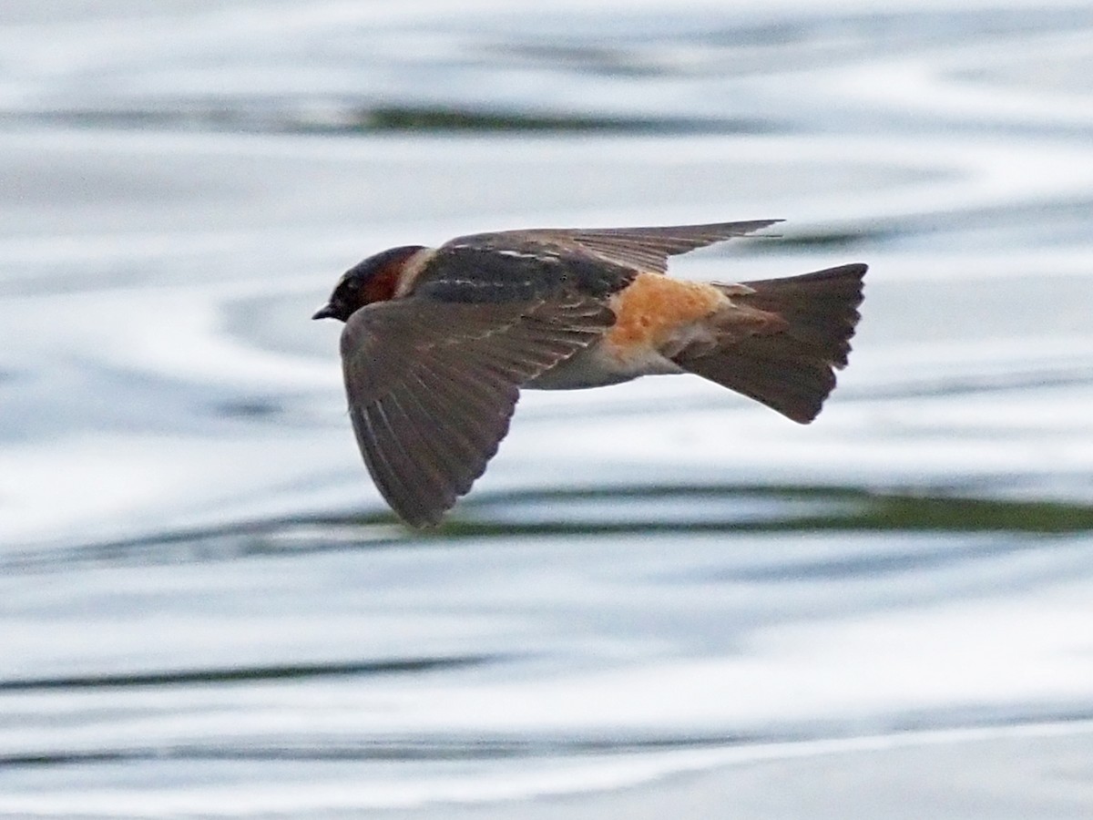 Cliff Swallow - Dorlisa Robinson