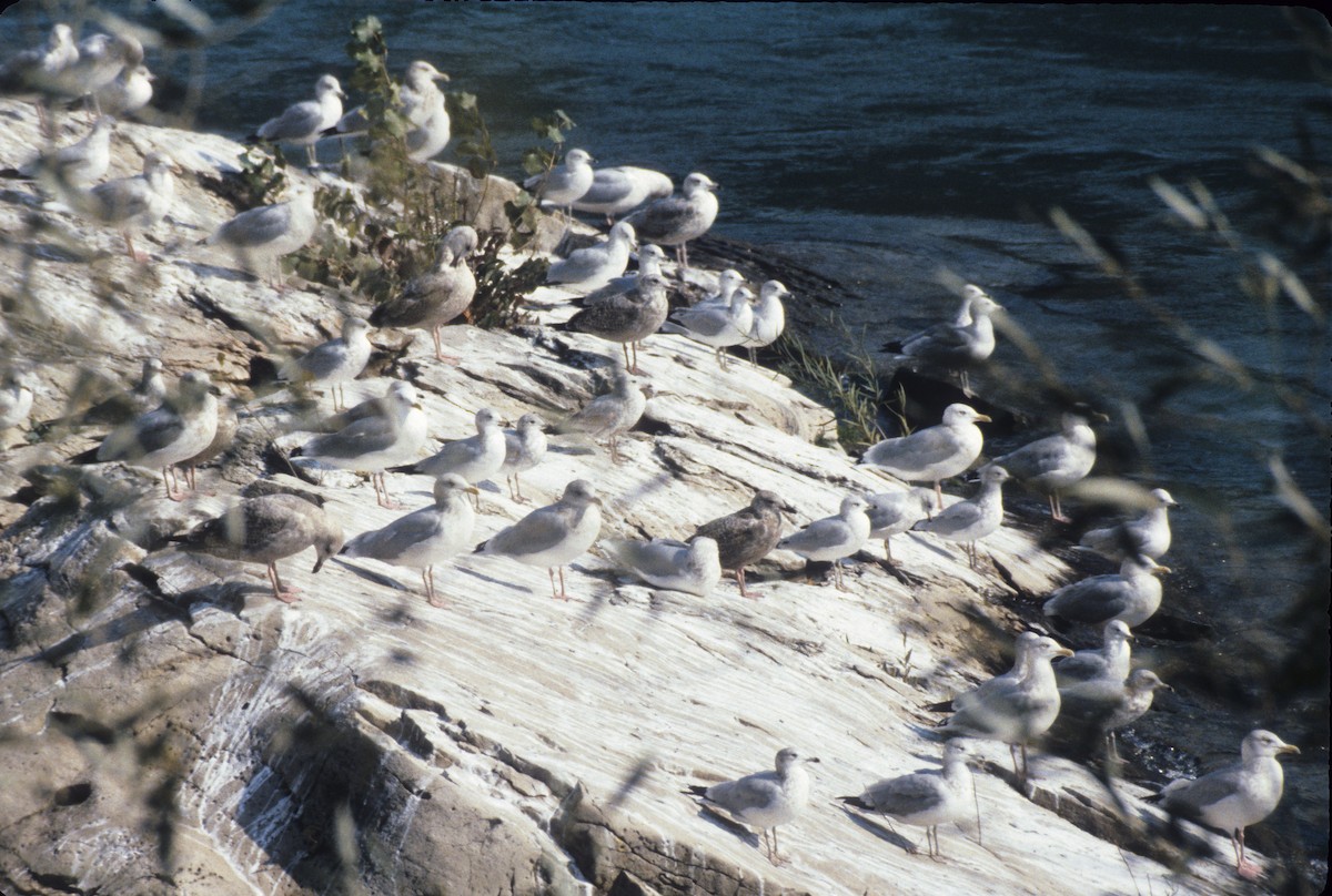 American Herring Gull - ML511204651
