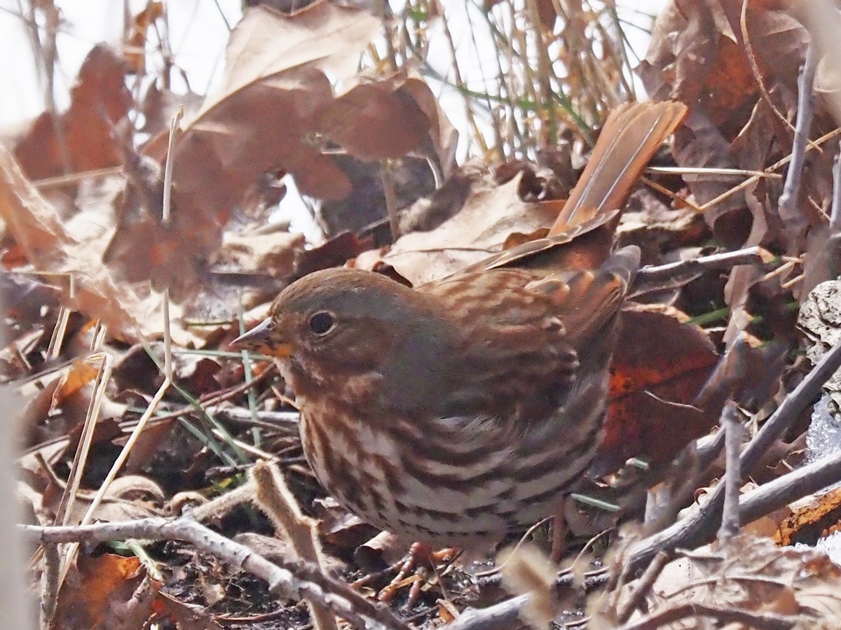 Fox Sparrow - Dorlisa Robinson