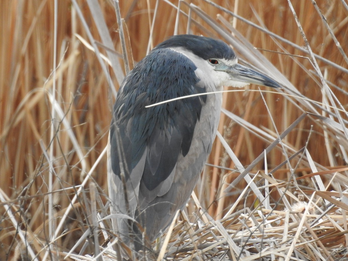 Black-crowned Night Heron - ML51120741