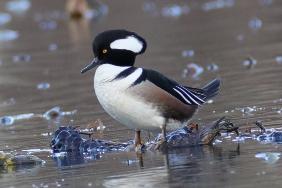 Hooded Merganser - ML511207711