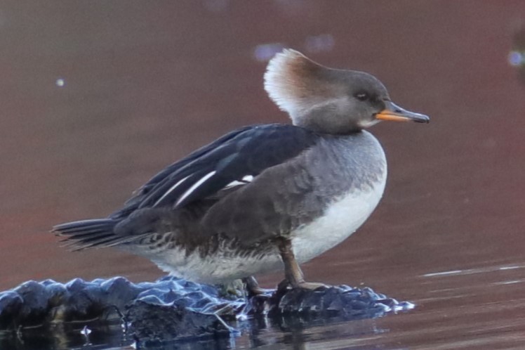 Hooded Merganser - ML511207731