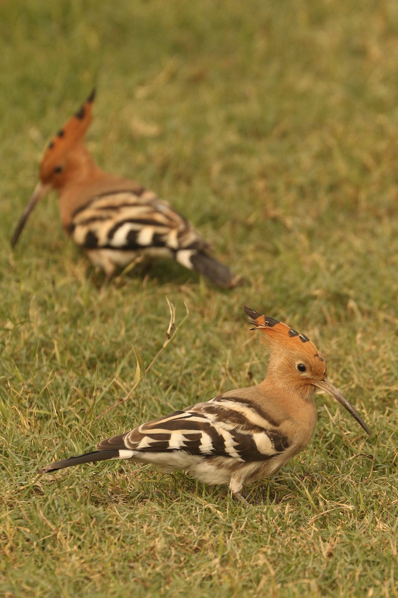 Eurasian Hoopoe - Frank Thierfelder