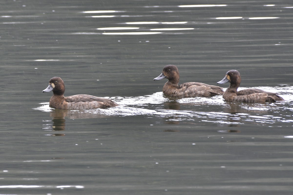 Greater Scaup - ML511208561