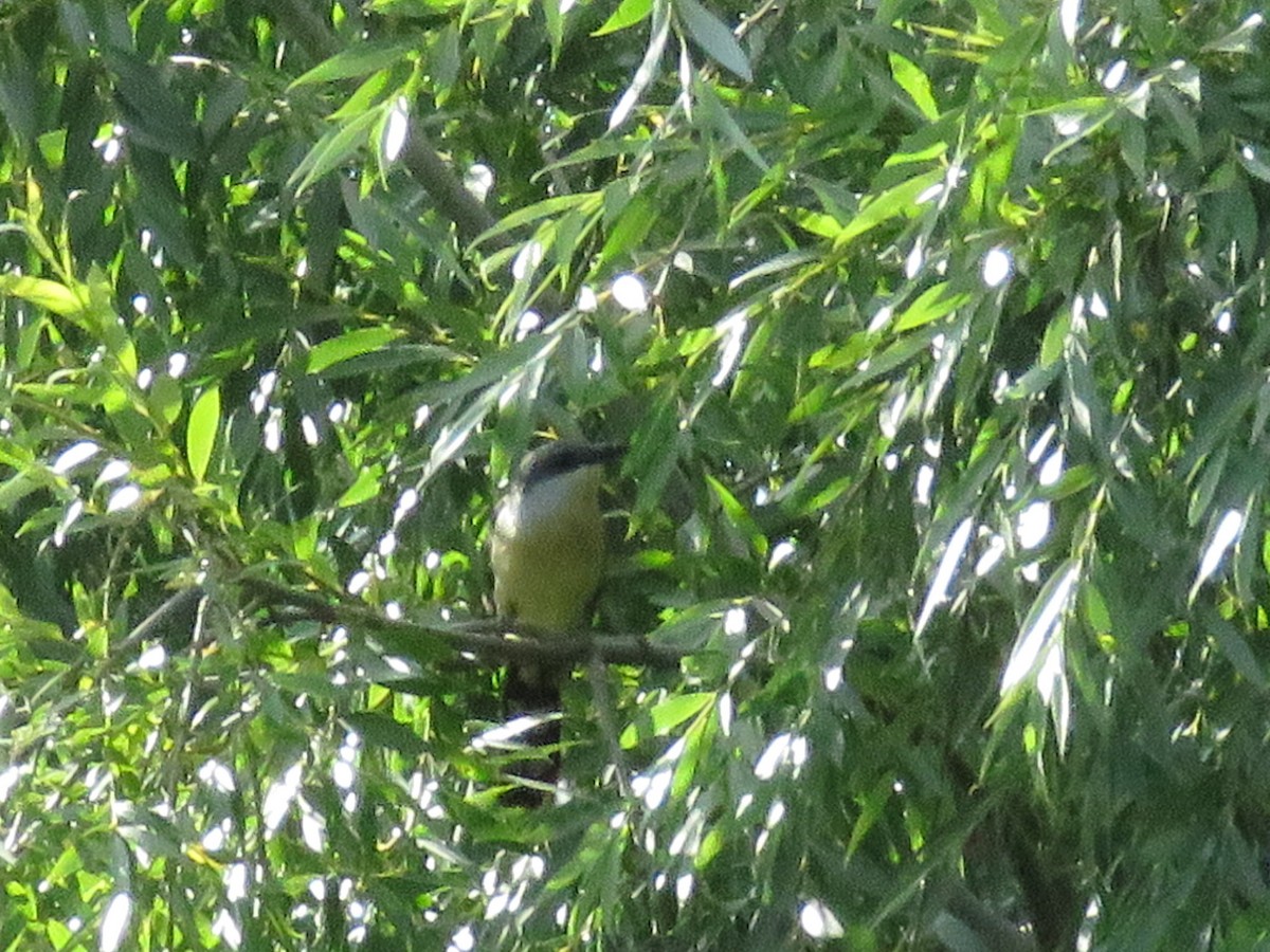 Dark-billed Cuckoo - ML511209141