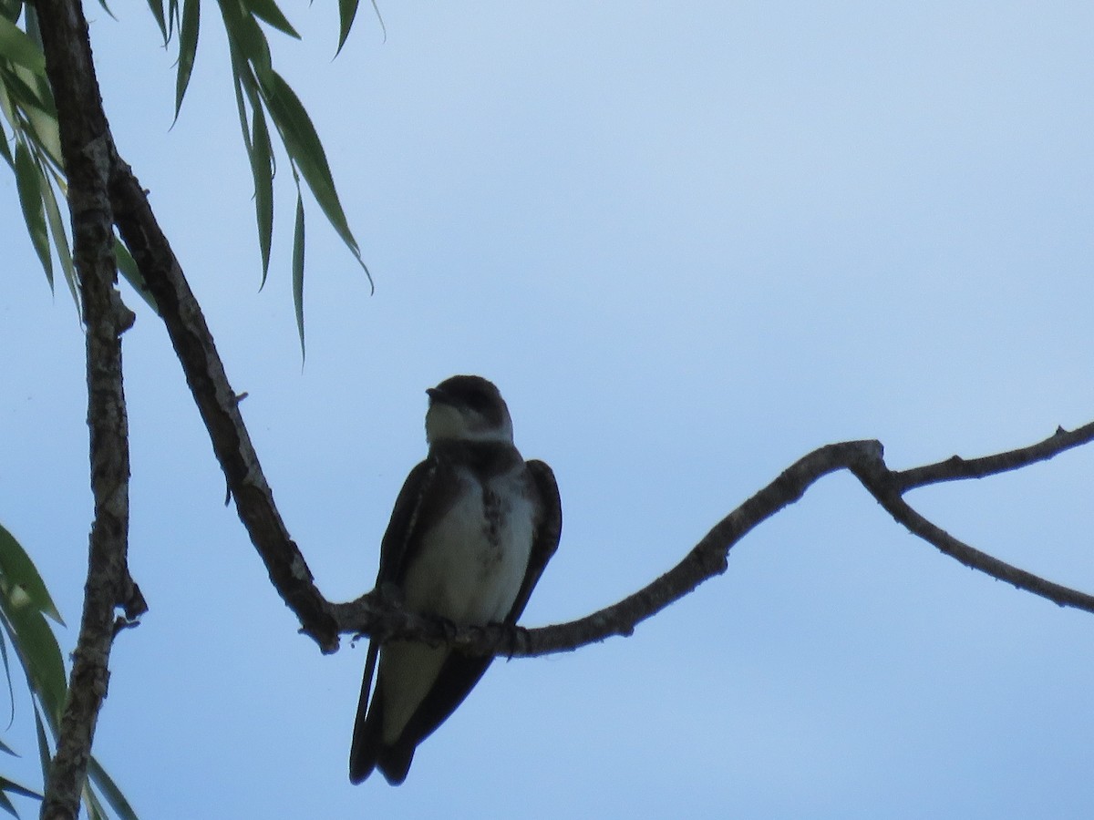 Brown-chested Martin - ML511209471