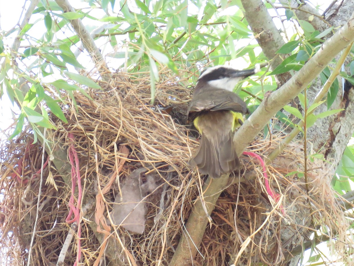 Great Kiskadee - ML511209571