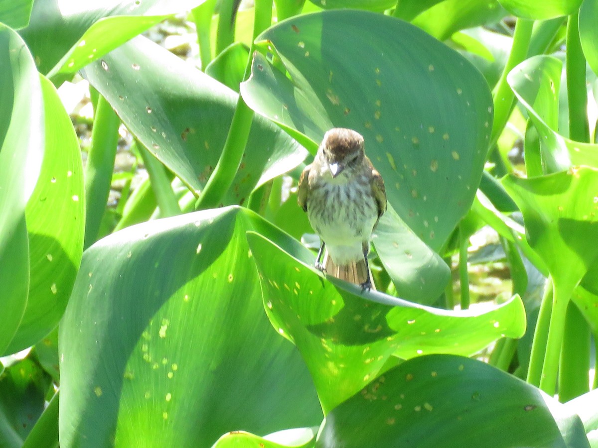 Bran-colored Flycatcher - ML511209781