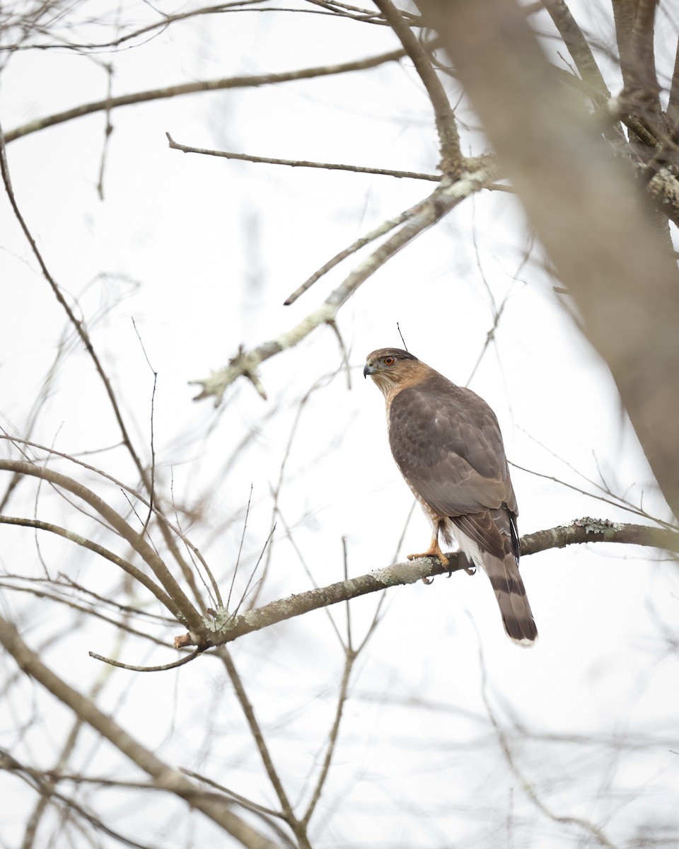Cooper's Hawk - ML511210121