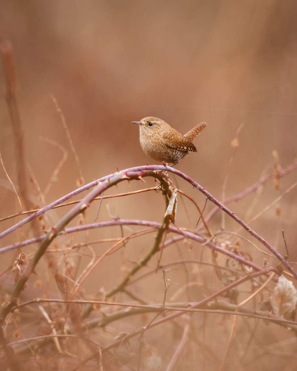 Winter Wren - ML511210261