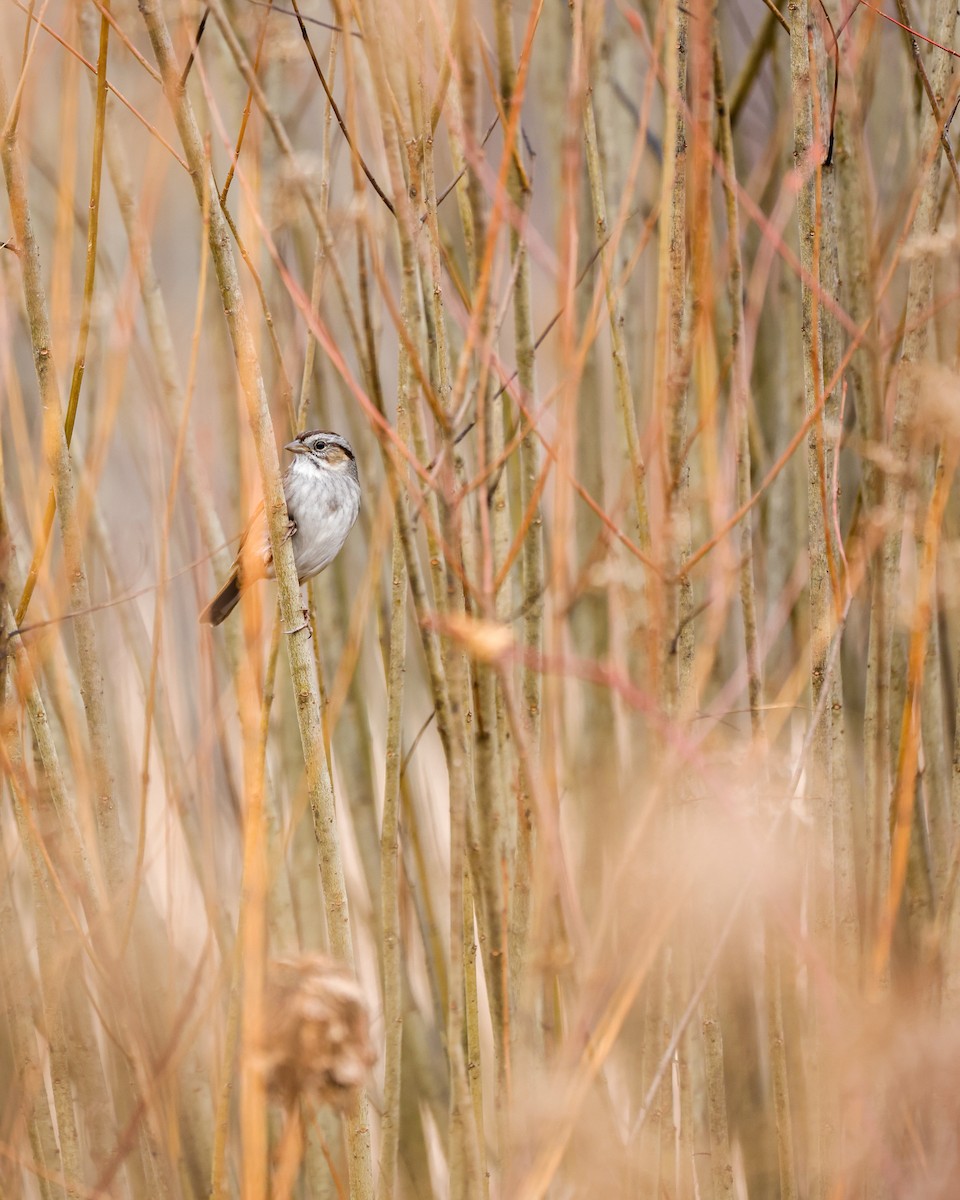 Swamp Sparrow - ML511210311