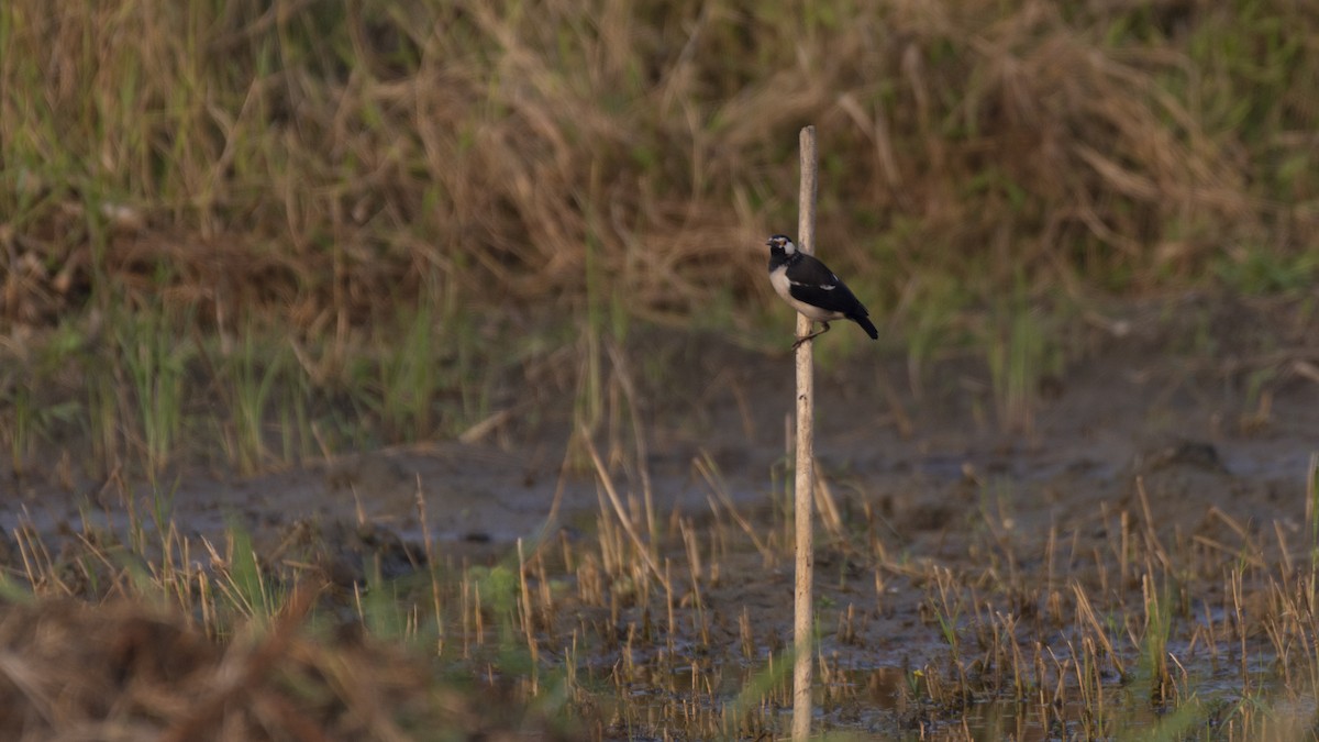 Indian Pied Starling - ML511211921