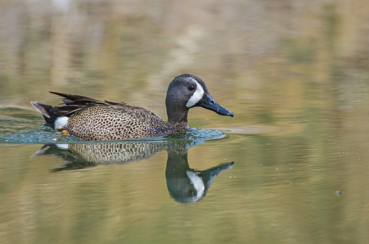 Blue-winged Teal - ML511212051