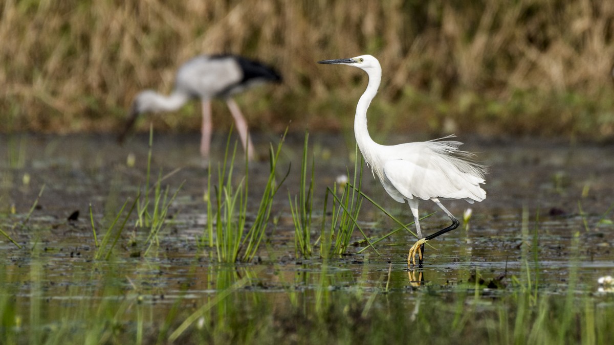 Little Egret - ML511213051