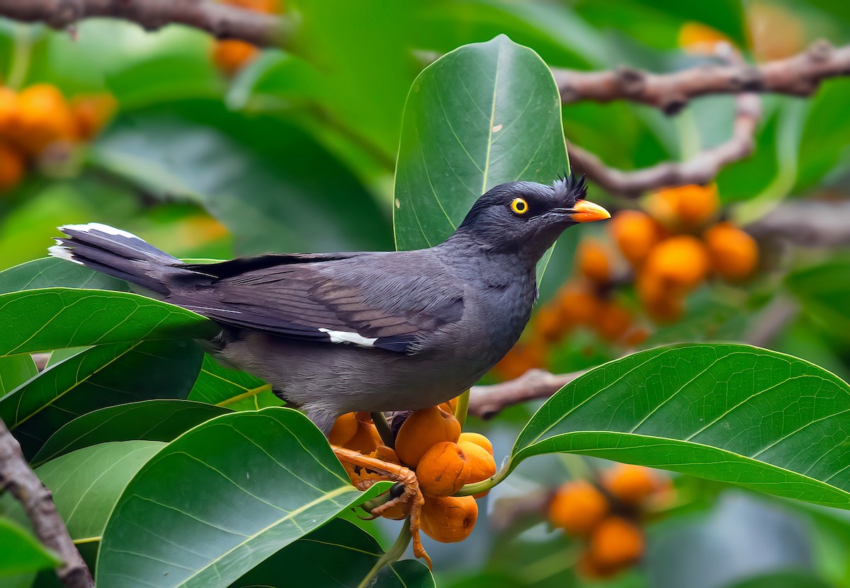 Jungle Myna - Rajkumar Das