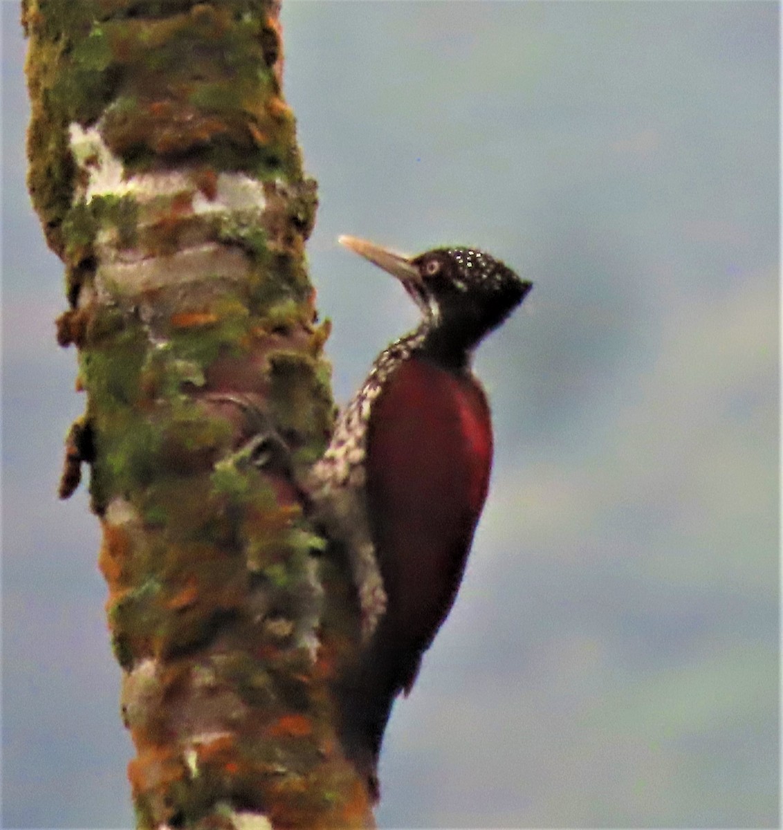 Crimson-backed Flameback - ML511217281