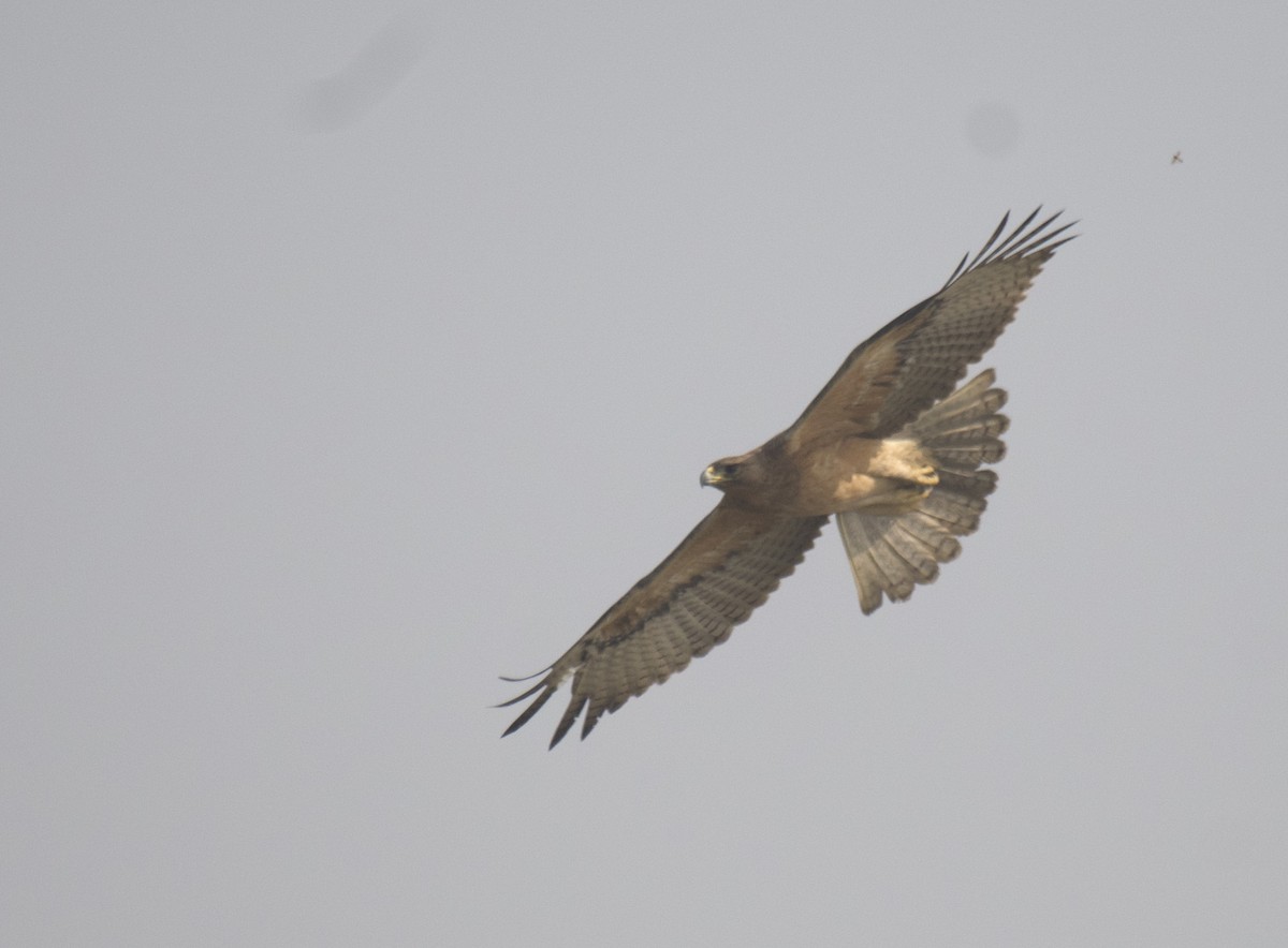 Águila Perdicera - ML511217961