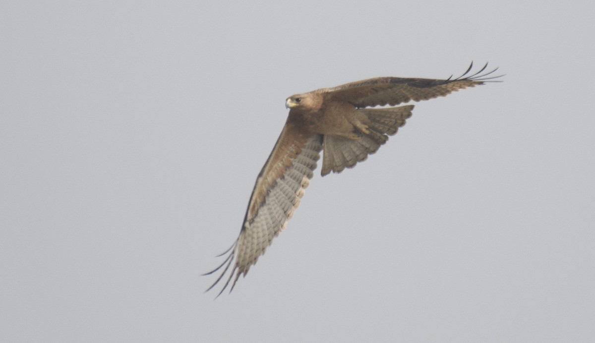 Bonelli's Eagle - Mark  Menezes