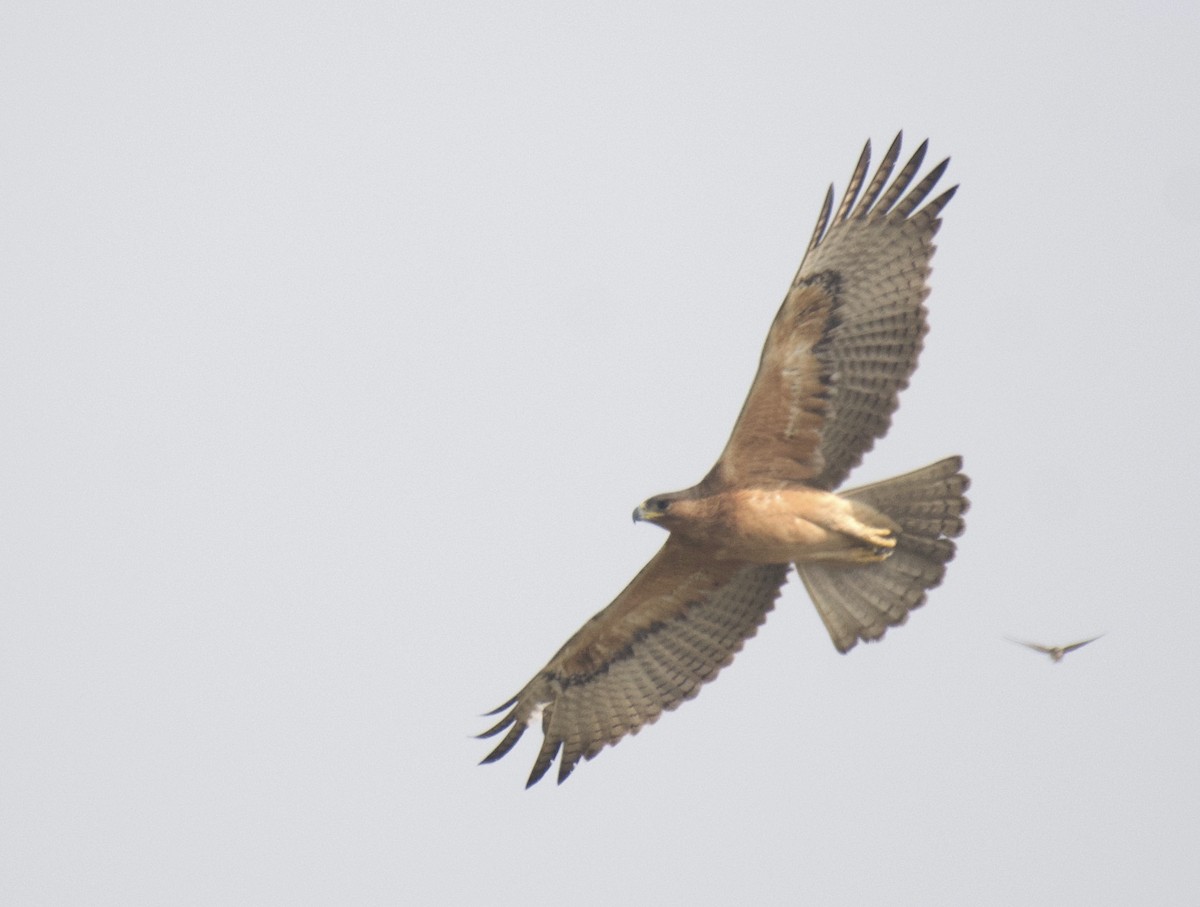 Águila Perdicera - ML511218011