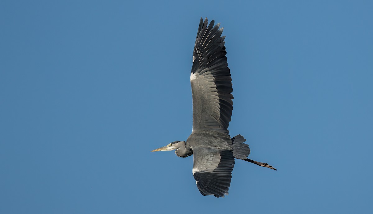 Gray Heron - Francisco Pires