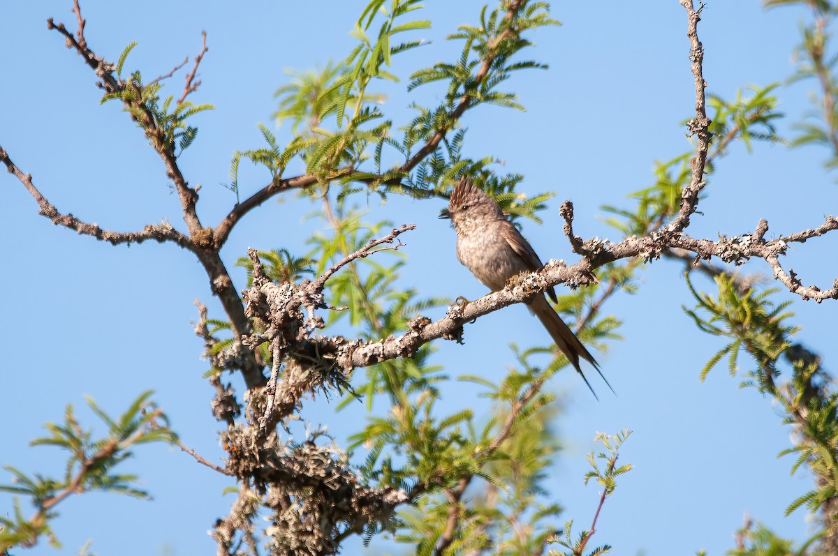 Tufted Tit-Spinetail - ML511219791