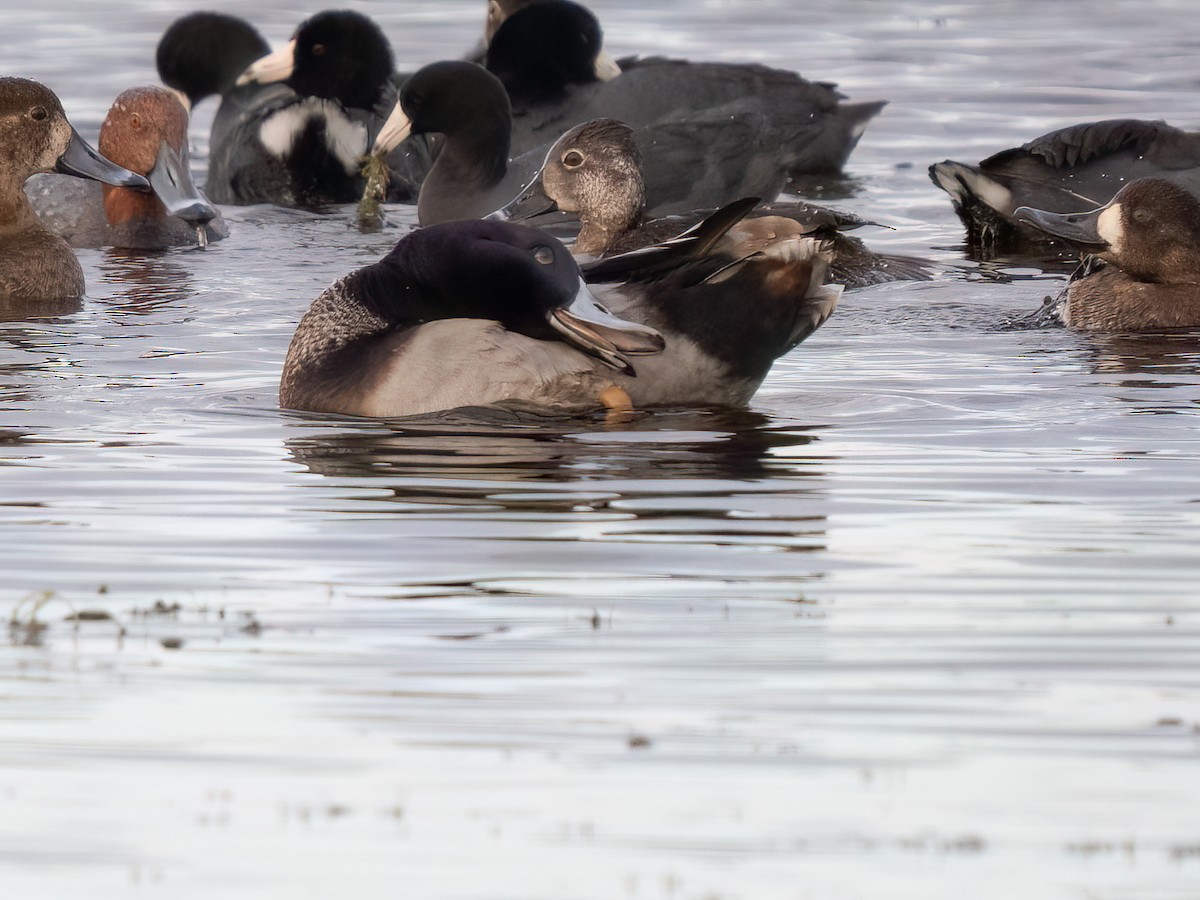 Mallard x Ring-necked Duck (hybrid) - ML511221381