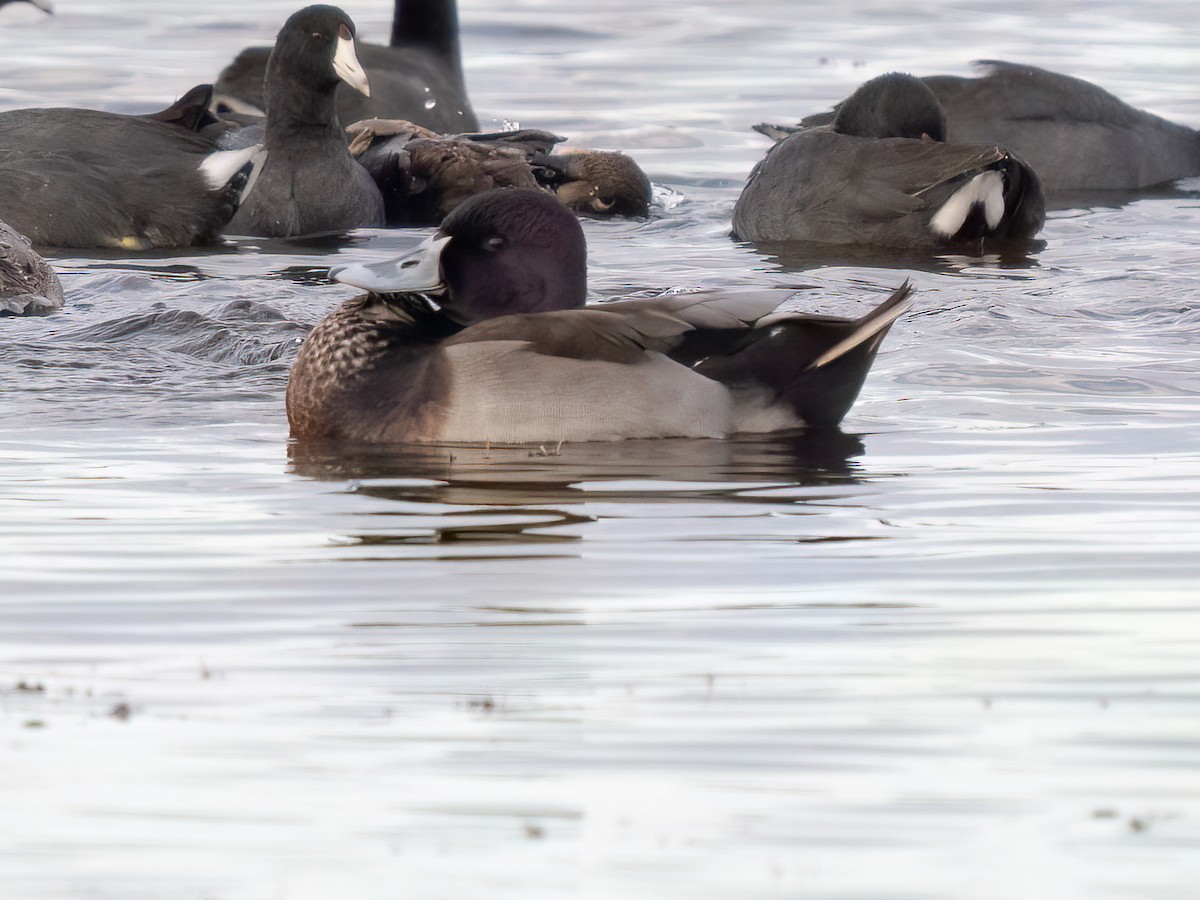Mallard x Ring-necked Duck (hybrid) - ML511221391