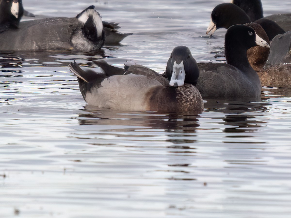 Mallard x Ring-necked Duck (hybrid) - ML511221401