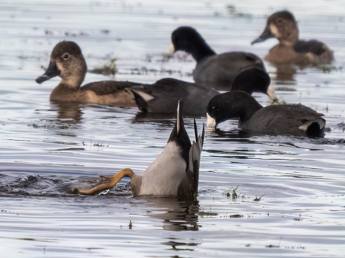 Mallard x Ring-necked Duck (hybrid) - ML511221421