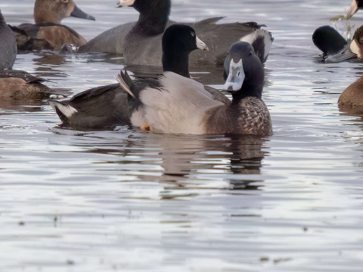 Mallard x Ring-necked Duck (hybrid) - ML511221431