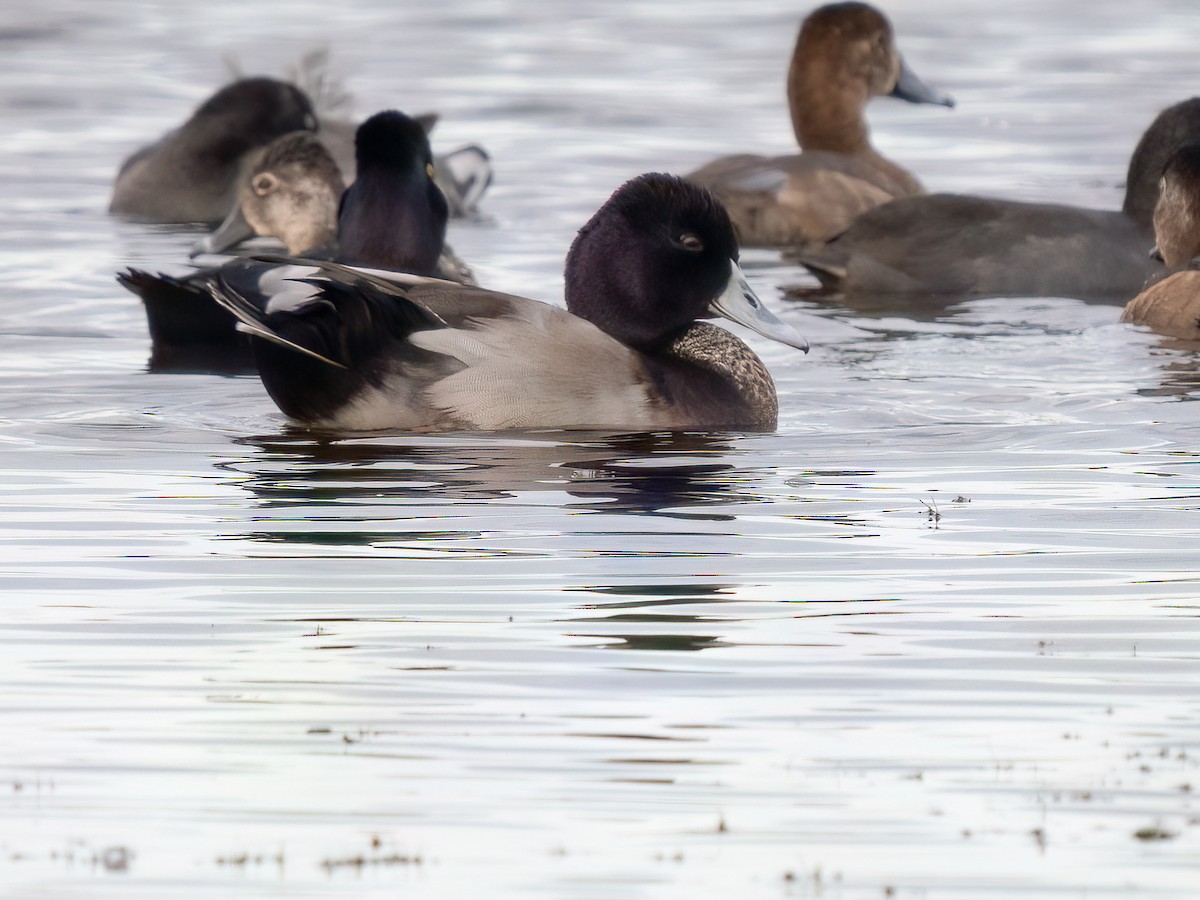 Mallard x Ring-necked Duck (hybrid) - ML511221441