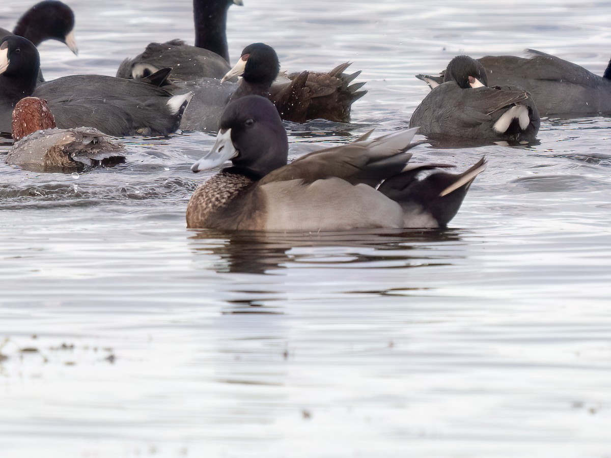 Mallard x Ring-necked Duck (hybrid) - Chuck Flint
