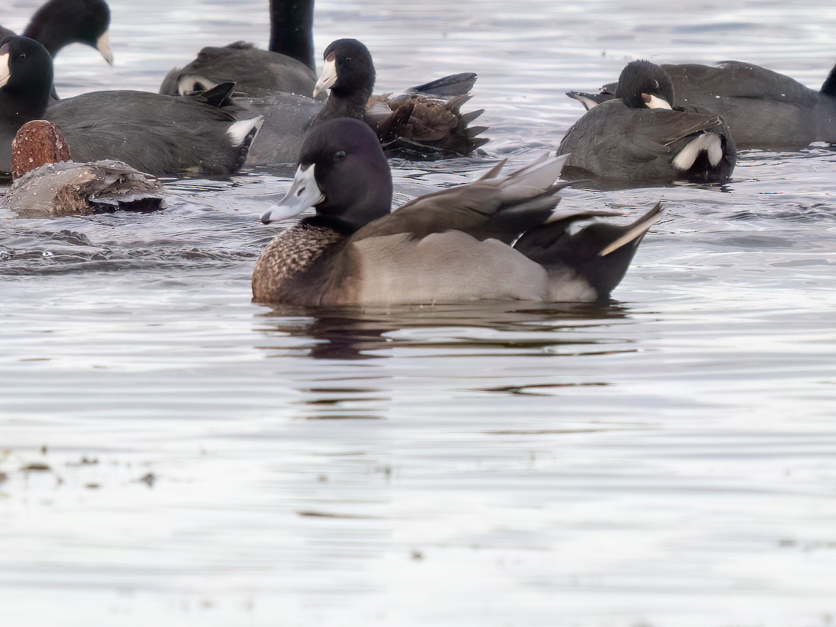 Mallard x Ring-necked Duck (hybrid) - ML511221461