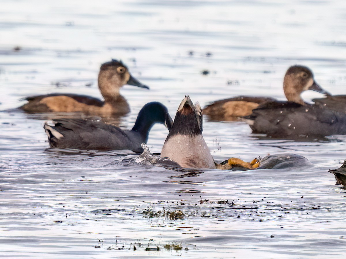 Mallard x Ring-necked Duck (hybrid) - ML511221471