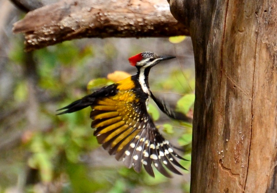 Black-rumped Flameback - ML51122211