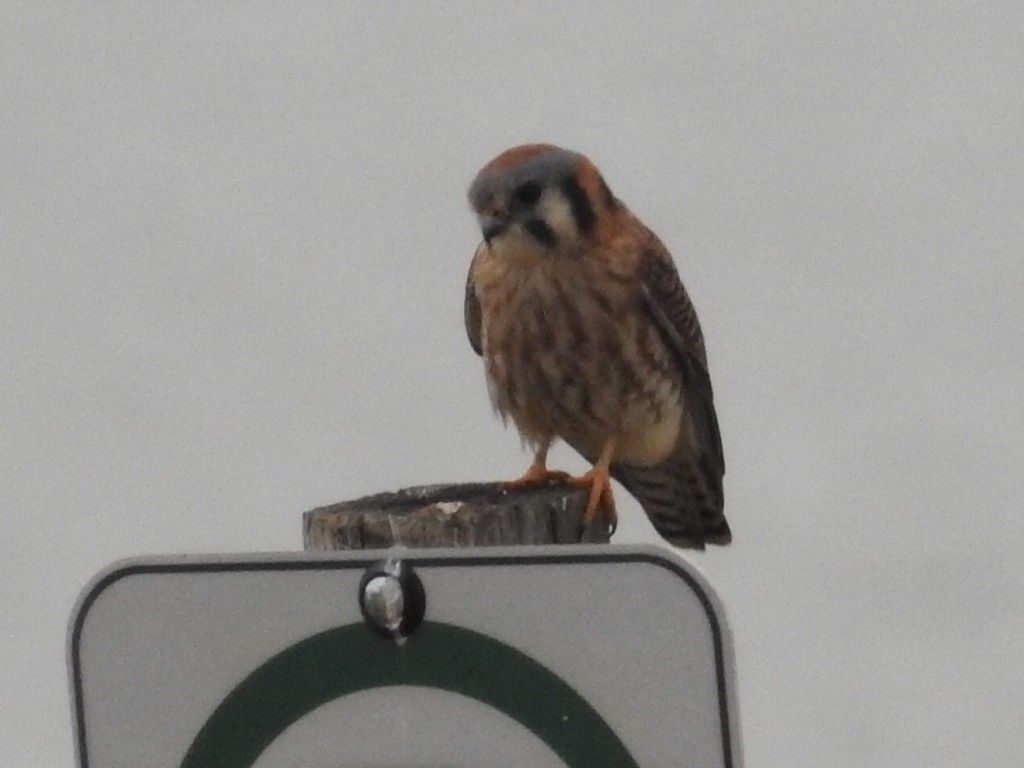 American Kestrel - ML511224331