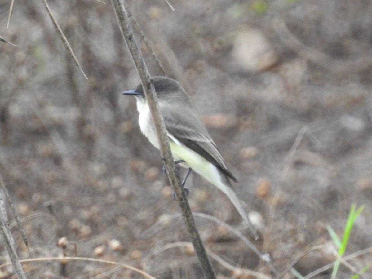 Eastern Phoebe - ML511224381