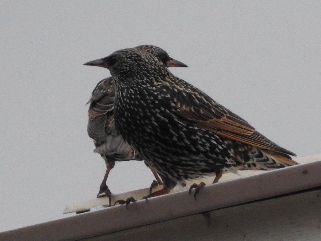 European Starling - ML511224431