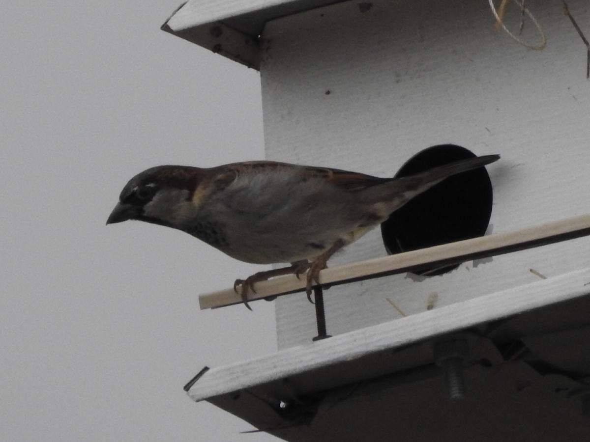 House Sparrow - ML511224461