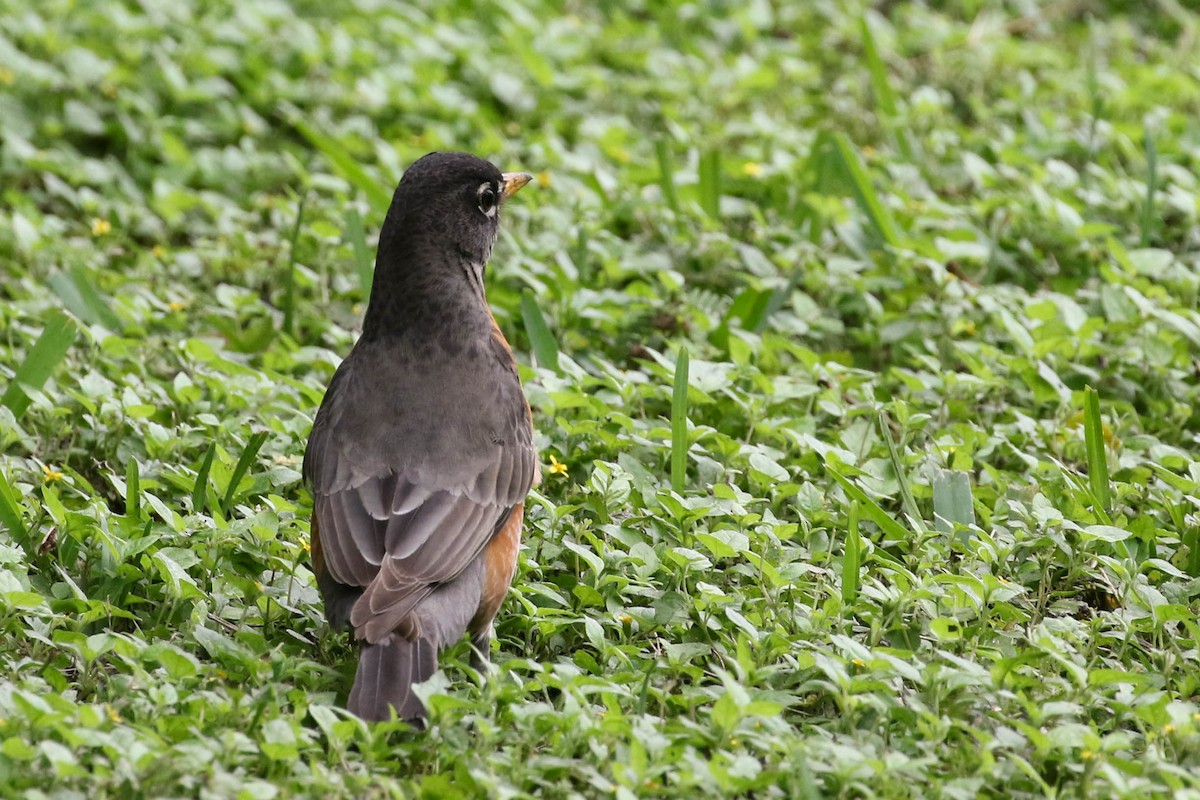 American Robin - ML51122451