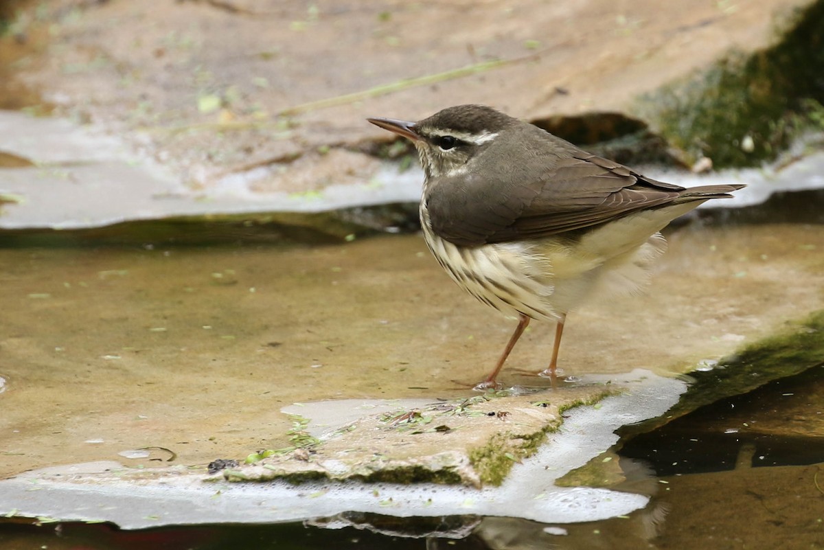 Louisiana Waterthrush - ML51122481