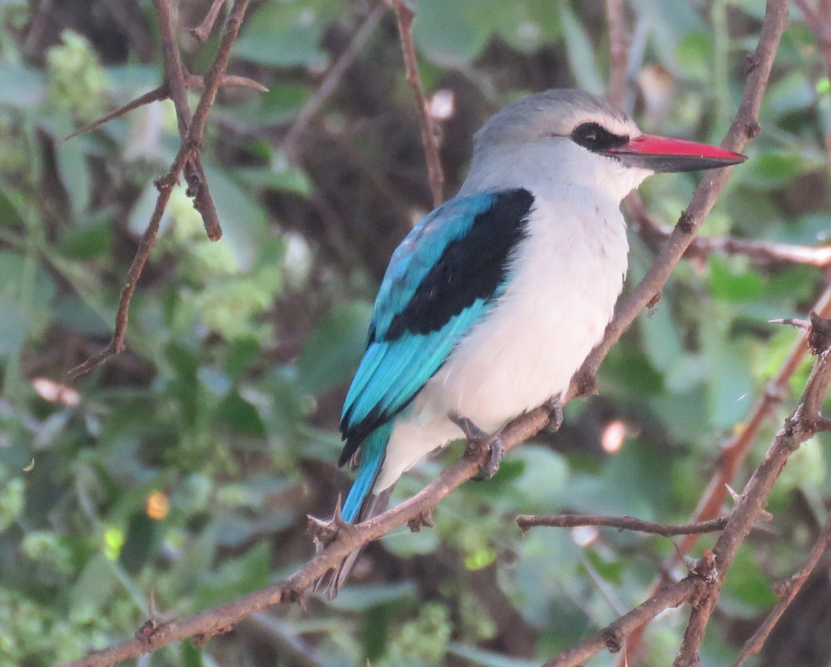 Woodland Kingfisher - ML511224941