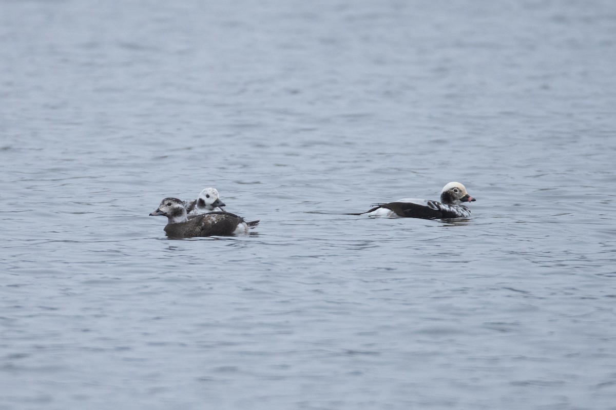 長尾鴨 - ML511224981