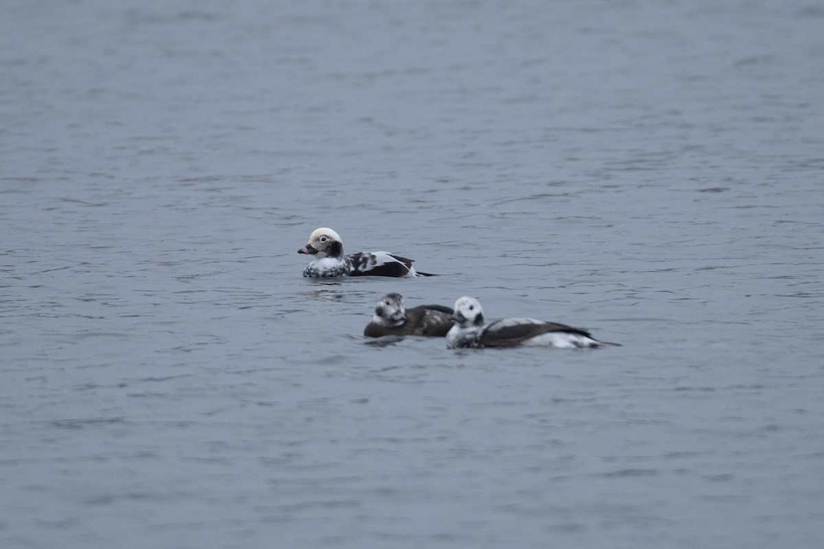 長尾鴨 - ML511224991