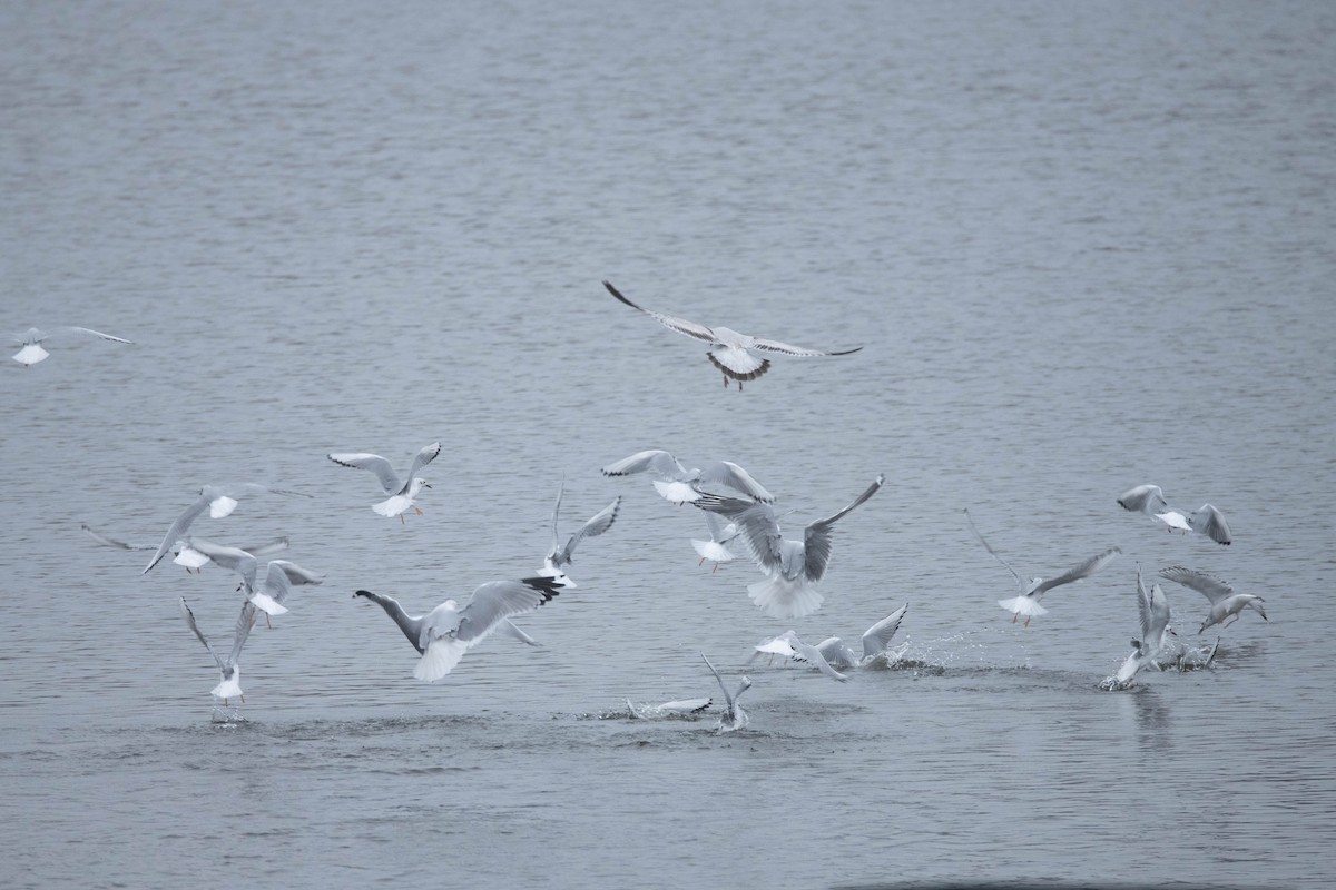 Bonaparte's Gull - ML511225051