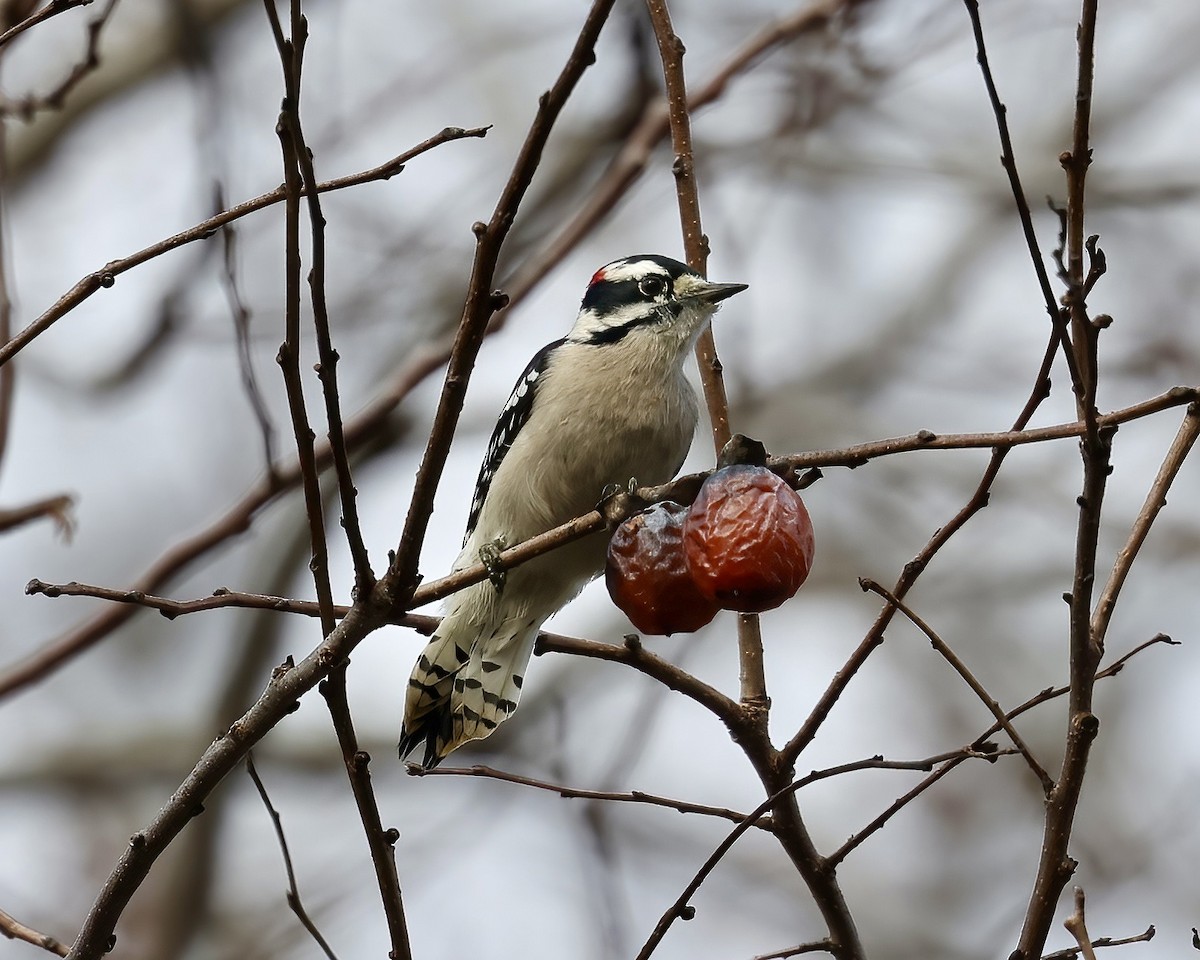 Downy Woodpecker - ML511225111