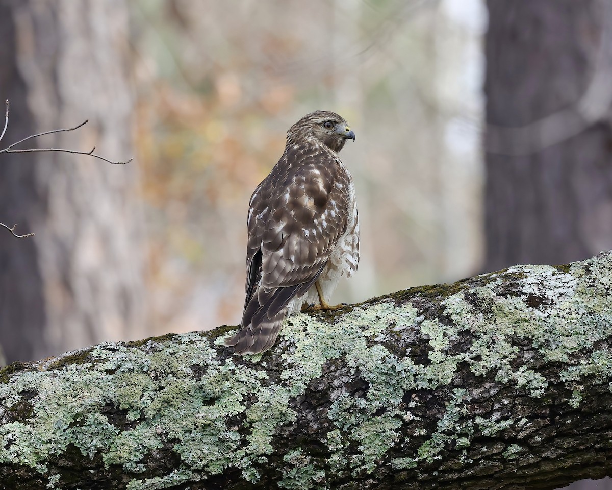 Red-shouldered Hawk - ML511225121